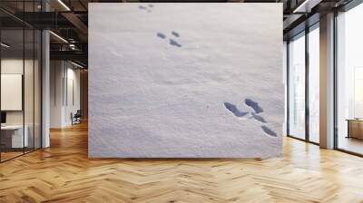 Close up picture of snow bunny trails from wild rabbits hopping in the snow.   Wall mural