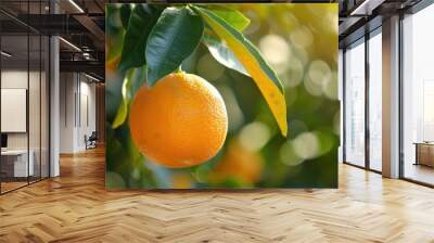 Branches with green leaves of a tree with organic ripe fresh oranges or tangerines. An orchard. Farming or farming. Wall mural