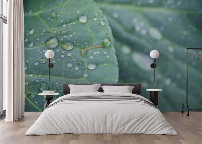 Green fresh cabbage grows in the garden. Large cabbage leaves are wet from the rain. Wall mural