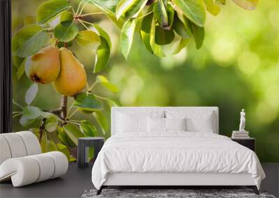 Branch of pear tree close up Wall mural