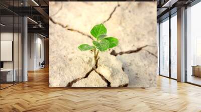 Plant in dried cracked mud Wall mural