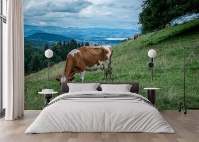 Cow grazing on the meadow in Switzerland. Wall mural