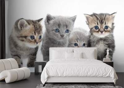 portrait of young cats' group . studio shot. isolated. Wall mural