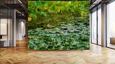 Green lotus lily flower leaf floating at the pond Wall mural