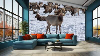 herd of elk in teton national park Wall mural