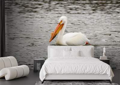 Pelican sitting on water Wall mural