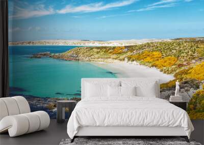 View of beautiful Gypsy Cove, Falkland Islands, with white sand beach, turquoise water and yellow gorse, on East Falkland Island at Stanley Common.   Wall mural