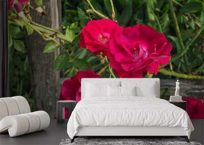 Red flowers Wall mural