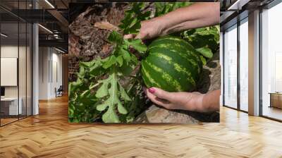 Harvesting a watermelon from our backyard garden here in Windsor NY Wall mural