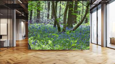 Splendid purple and blue panorama on the ground of the forest in spring, amidst tree trunks: bluebells woods in Belgium, dreamy view. Wall mural