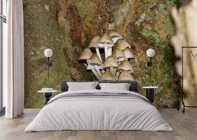 Funghi Wall mural