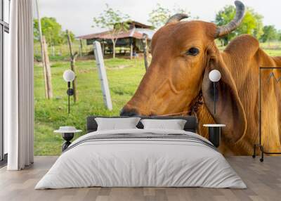 Close up of a brown cow in the meadown. Wall mural