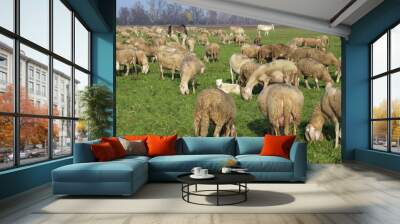 Flock with sheep grazing in the meadow Wall mural