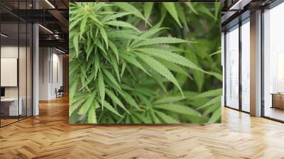 green leaves of the marijuana plant to obtain the psychoactive substance also used to  for recreational purposes or for  therapy Wall mural