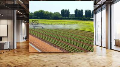 industrial sprinkler on the field of lettuce without using chemical fungicides but only natural organic fertilizers Wall mural