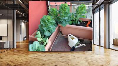 plant of cabbage and leaves in vases of an urban garden on the t Wall mural