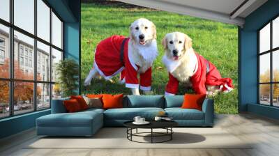 two cute Labrador Retriever with the Santa suit Wall mural