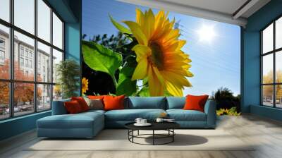 Bright colorful yellow sunflower. Shallow depth of field. Wall mural