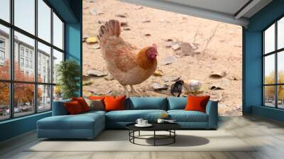 Bantam chicken and baby are living in outdoor Wall mural