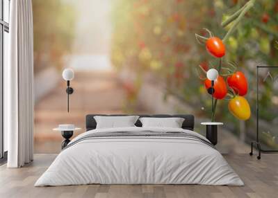 Ripe red tomatoes are on the green foliage background, hanging on the vine of a tomato tree in the garden.Autumn vegetable harvest on organic Wall mural