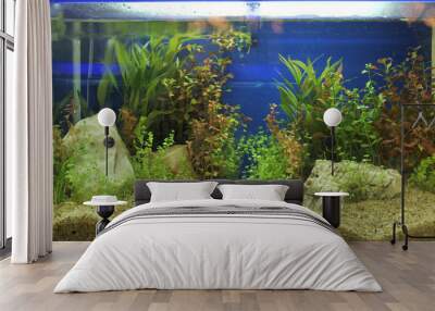 aquarium Wall mural