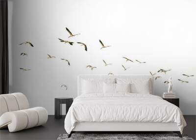 Flying birds.Motion of flying birds isolated on white background.  Wall mural