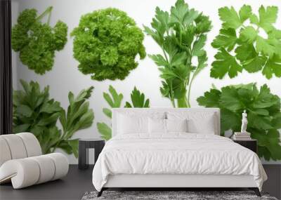 Isolated white background image of fresh parsley, a herb, a popular spice used in cooking, aromatic and healthy. Wall mural