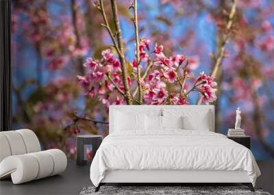 Cherry blossom in Thailand,Pho lom lo Loei Wall mural