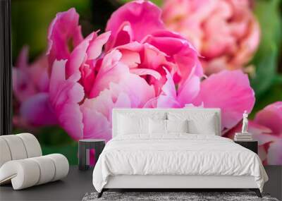 Tulip pink background. Wall mural