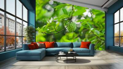 Green color sugar apple Wall mural