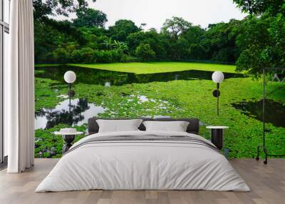 Scenic view of farm pond with beautiful floating water hyacinth Wall mural