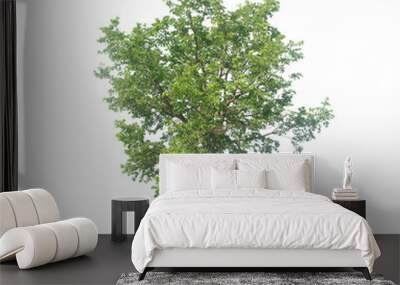 tree isolated on white background Wall mural