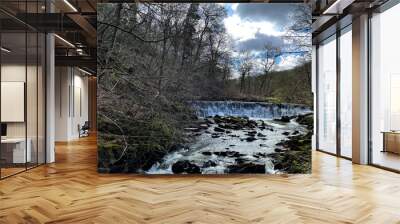 river in the forest Wall mural