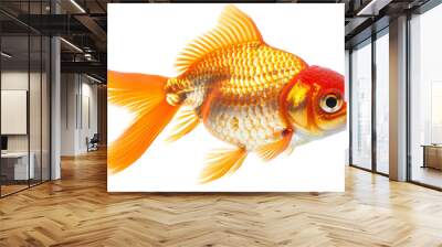 orange and gold goldfish Wall mural