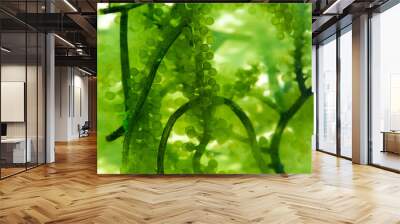 green algae nature background, water sea plant research in environment science laboratory, aquatic leaf macro texture of seaweed, organic life in biotechnology underwater ocean with light, biofuel use Wall mural