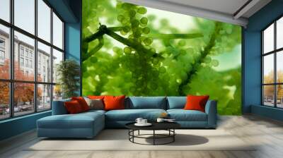 green algae nature background, water sea plant research in environment science laboratory, aquatic leaf macro texture of seaweed, organic life in biotechnology underwater ocean with light, biofuel use Wall mural