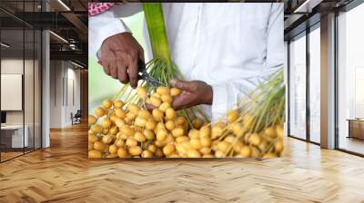 Close up. Arabian hand cutting a yellow date palm branch with scissors for separate sale to customer, yellow Bahi dates farm produce, sweet and delicious for eating fresh Wall mural