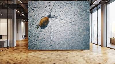 snail on wall Wall mural