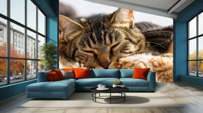 A cute tabby kitten sleeping in a cozy blanket in someone's arms Wall mural