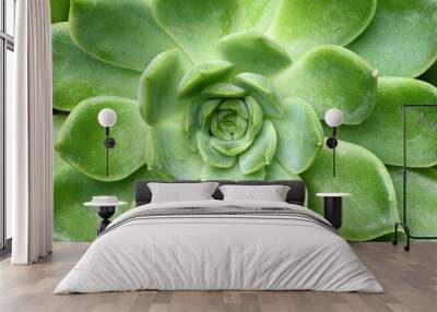 Close-up green succulent plant Echeveria. Floral background Wall mural