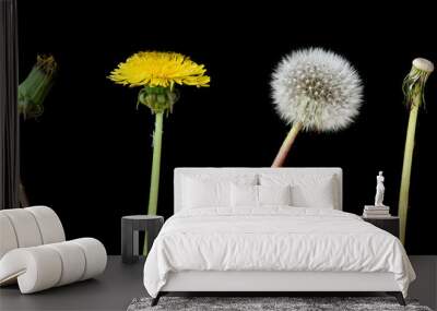 Four stage of a dandelion isolated on black background Wall mural