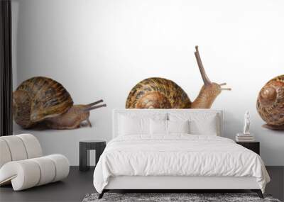 Set of snails isolated on white background Wall mural