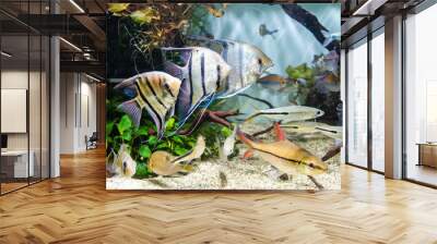 Angelfish and schooling of tropical fish in planted tank Wall mural