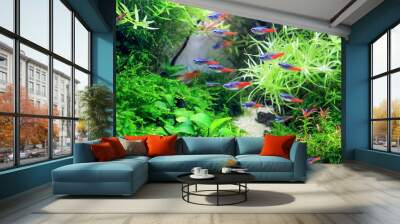 Diamond Neon tetra in planted aquarium Wall mural