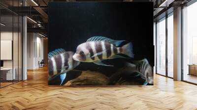 Frontosa Cichlid. Endemic Cichlid from Lake Tanganyika. They are Shoaling Fish Wall mural