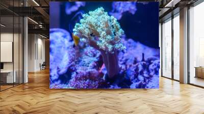 Green Kenya Tree Coral..(Capnella sp.) growth on the live rock Wall mural