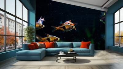 Harlequin rasbora (Trigonostigma heteromorpha) one of classic aquarium fish Wall mural