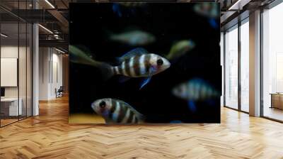 Juvenile Burundi Frontosa ornamental fish from Lake Tanganyika Wall mural