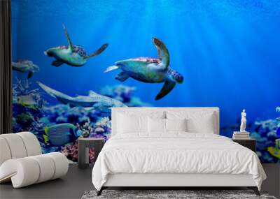 Panorama background of male Sea turtles chasing female sea turtle in beautiful coral reef with tropical fishes Wall mural