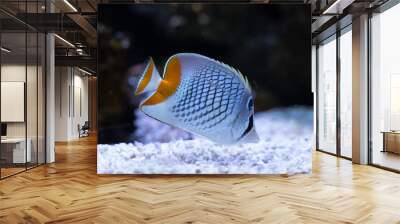 Pearlscale Butterflyfish..(Chaetodon xanthurus) swimming in reef tank Wall mural